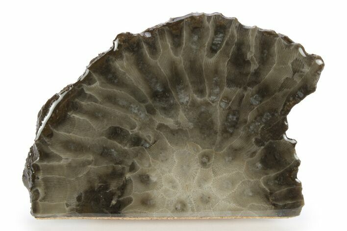 Free-Standing, Petoskey Stone (Fossil Coral) Section - Michigan #245490